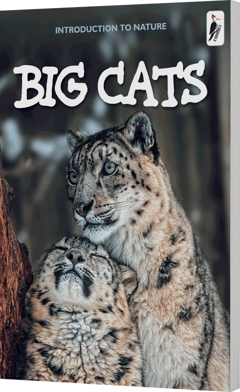 Big Cats